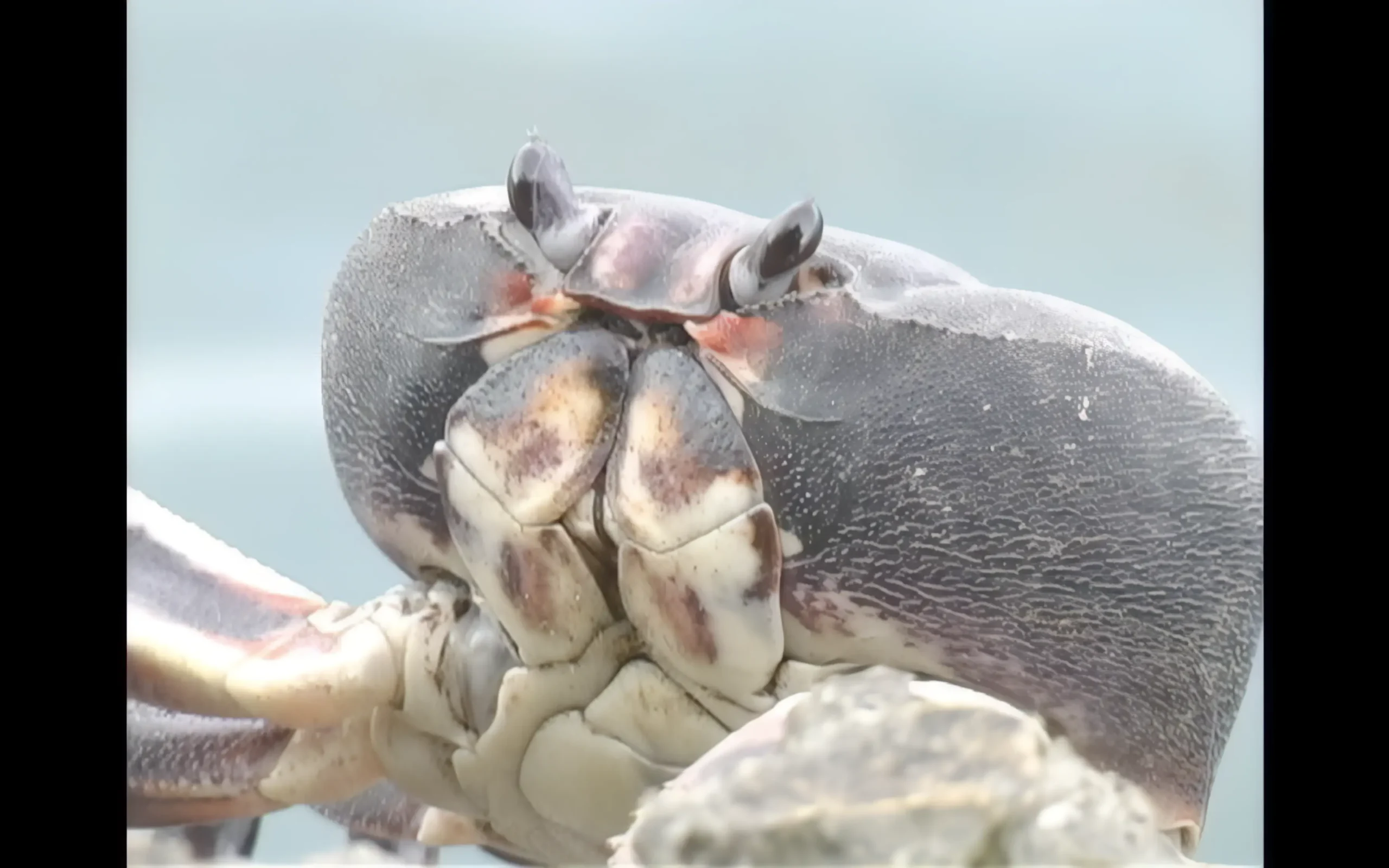 Cortometraje LA GRAN MIGRACION DEL CANGREJO NEGRO - Image 2
