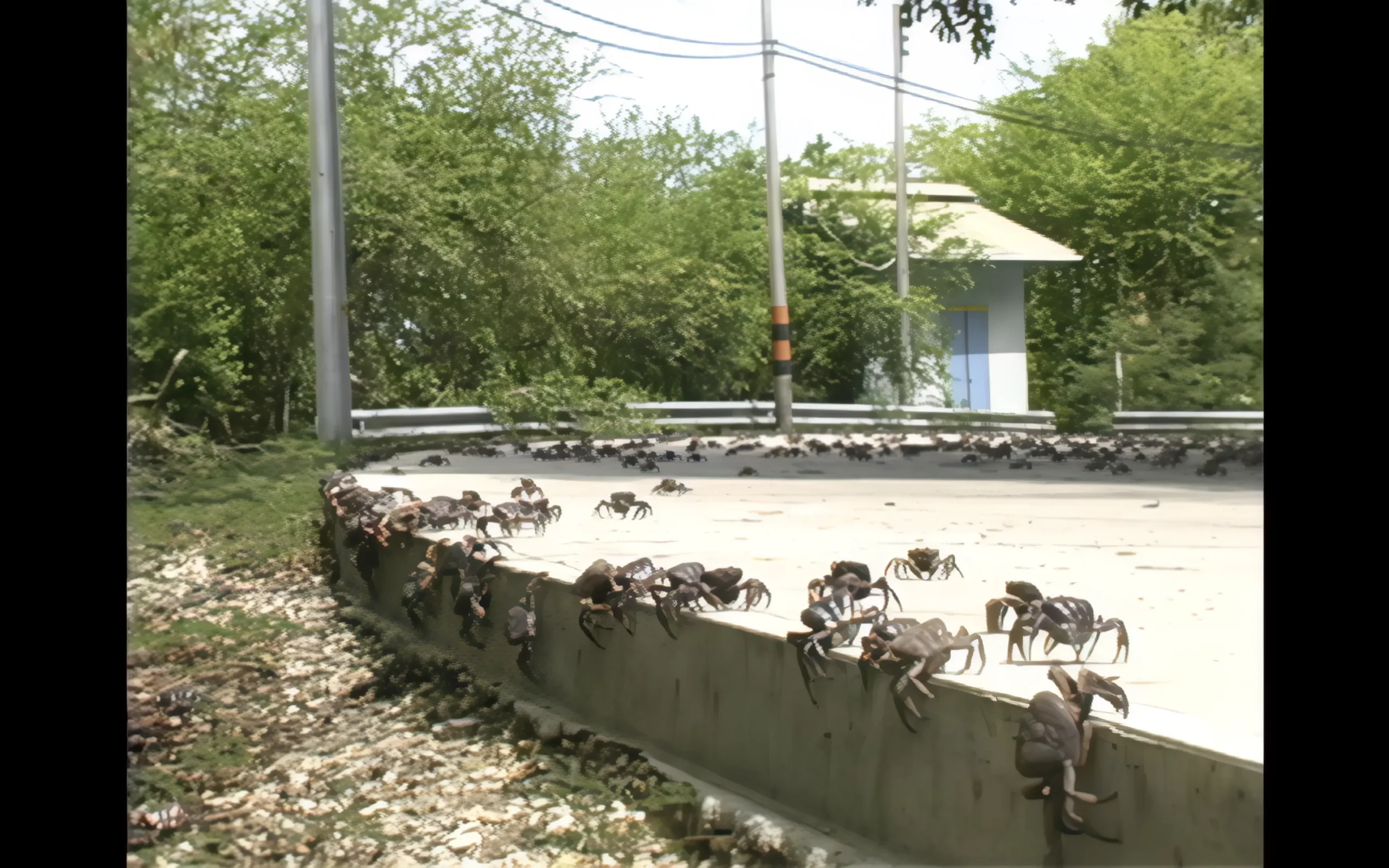 Cortometraje LA GRAN MIGRACION DEL CANGREJO NEGRO - Image 10