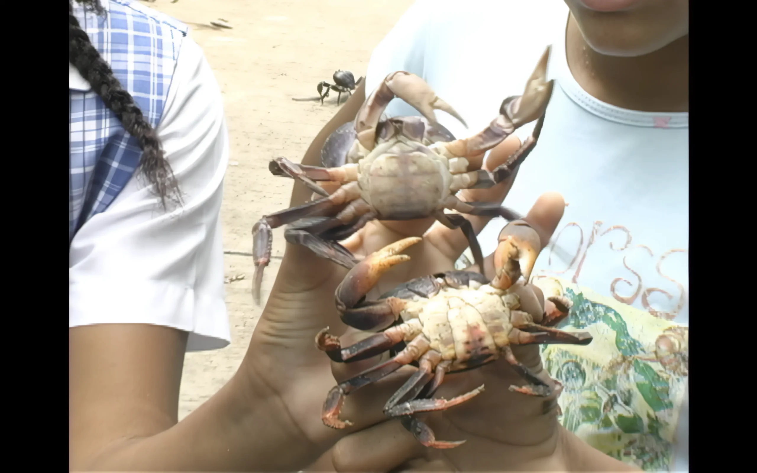 Cortometraje LA GRAN MIGRACION DEL CANGREJO NEGRO - Image 3
