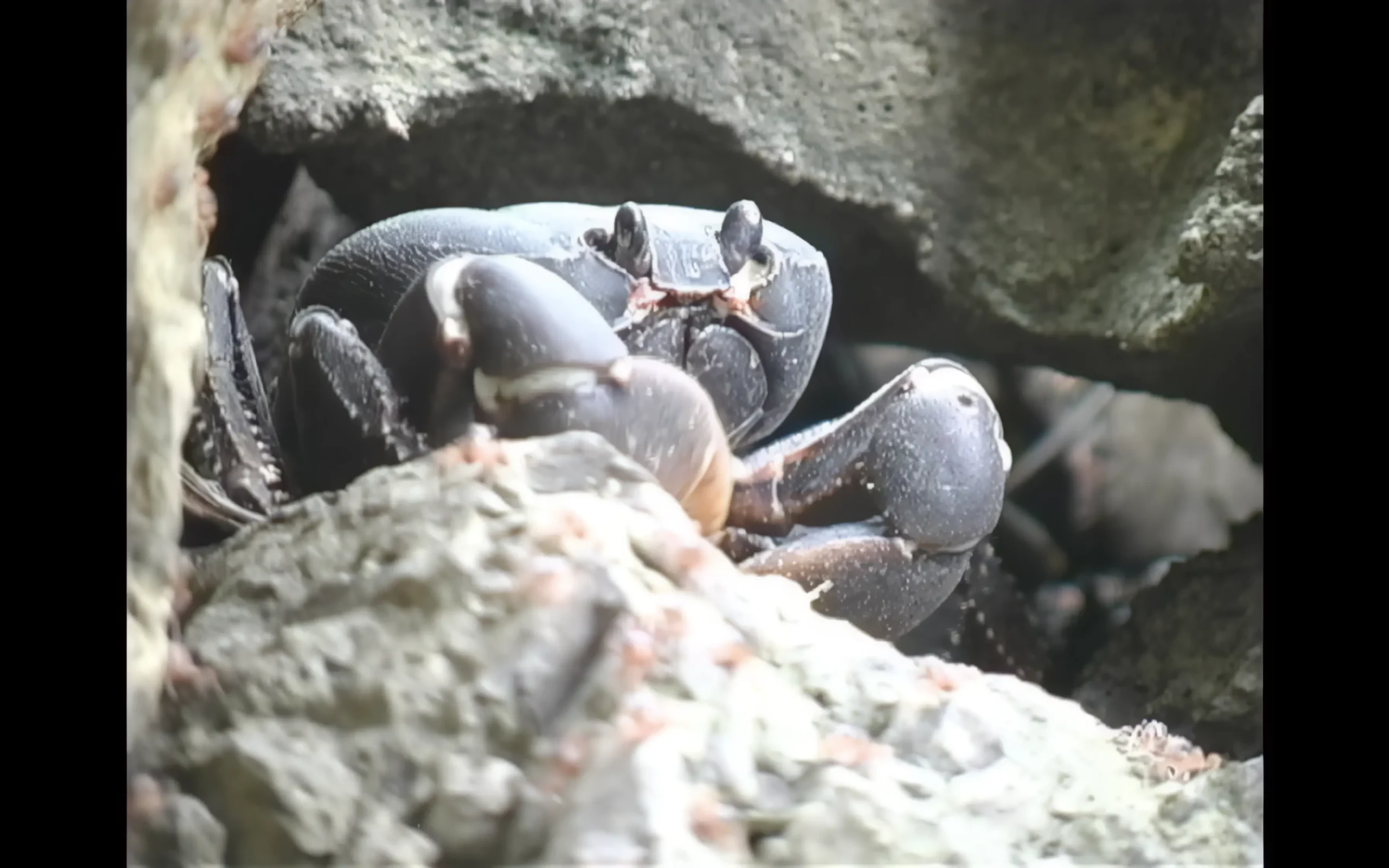 Cortometraje LA GRAN MIGRACION DEL CANGREJO NEGRO - Image 4