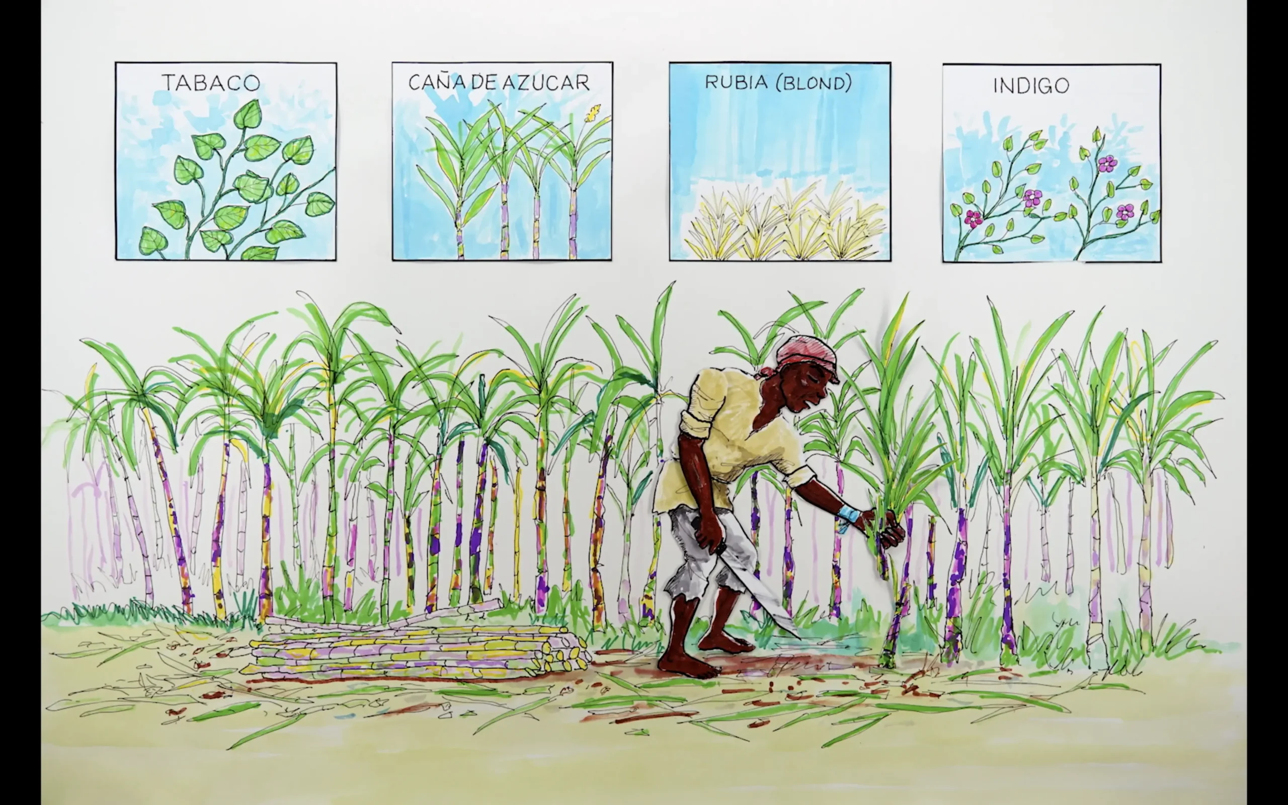 Cortometraje LA GRAN MIGRACION DEL CANGREJO NEGRO - Image 6